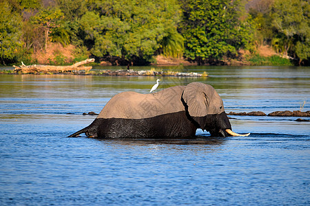 赞比西河大象图片