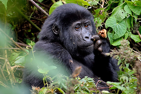 在布温迪不可阻挡的森林里养大一只山地大猩猩动物男性婴儿家庭动物园公园丛林荒野力量濒危图片