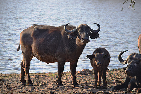 Chobe国家公园一小群非洲水牛图片
