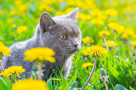 一只灰色的猫坐在蒲公英中 猫在花丛中 笔记本 相册 拼图封面上的漂亮照片 一只猫的明亮照片 英国品种的猫 宠物散步 害怕和宠物外图片