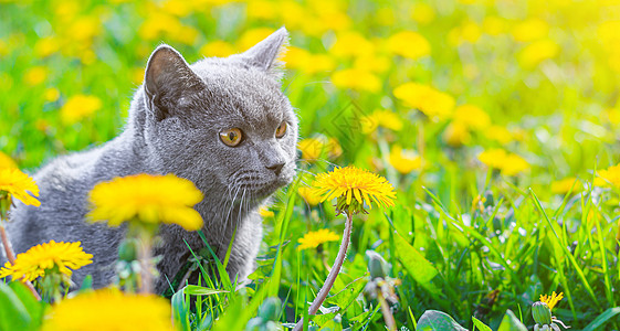 一只灰色的猫坐在蒲公英中 猫在花丛中 笔记本 相册 拼图封面上的漂亮照片 一只猫的明亮照片 英国品种的猫 宠物散步 害怕和宠物外图片