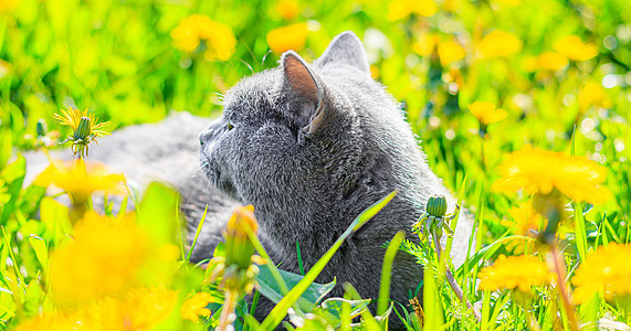 一只灰色的猫坐在蒲公英中 猫在花丛中 笔记本 相册 拼图封面上的漂亮照片 一只猫的明亮照片 英国品种的猫 宠物散步 害怕和宠物外图片