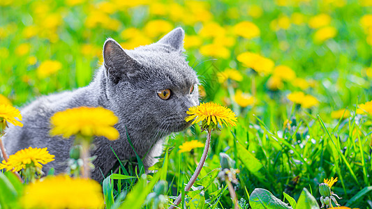 一只灰色的猫坐在蒲公英中 猫在花丛中 笔记本 相册 拼图封面上的漂亮照片 一只猫的明亮照片 英国品种的猫 宠物散步 害怕和宠物外图片