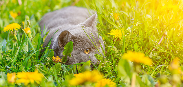 一只灰色的猫坐在蒲公英中 猫在花丛中 笔记本 相册 拼图封面上的漂亮照片 一只猫的明亮照片 英国品种的猫 宠物散步 害怕和宠物外图片