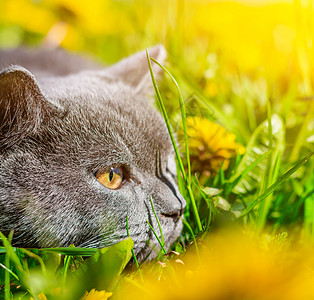 一只灰色的猫坐在蒲公英中 猫在花丛中 笔记本 相册 拼图封面上的漂亮照片 一只猫的明亮照片 英国品种的猫 宠物散步 害怕和宠物外图片