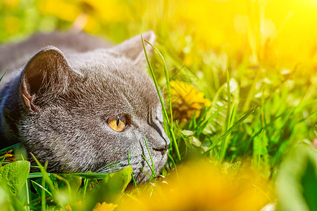 一只灰色的猫坐在蒲公英中 猫在花丛中 笔记本 相册 拼图封面上的漂亮照片 一只猫的明亮照片 英国品种的猫 宠物散步 害怕和宠物外图片