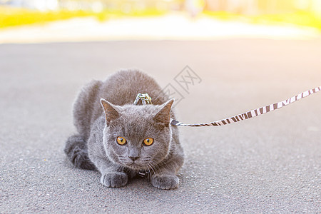 让猫骑在背带上 宠物散步 宠物害怕街道 一篇关于遛猫的文章 一篇关于对流浪宠物的恐惧的文章 英国品种猫 猫坐在人行道上 在冠状病图片