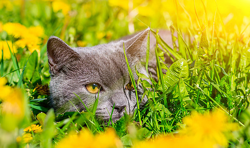 一只灰色的猫坐在蒲公英中 猫在花丛中 笔记本 相册 拼图封面上的漂亮照片 一只猫的明亮照片 英国品种的猫 宠物散步 害怕和宠物外图片