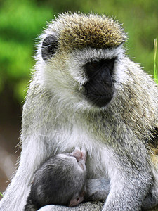 关紧一只雌性动脉猴喂幼崽母亲哺乳动物毛皮公园生态婴儿动物群栖息地荒野国家图片