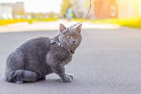 让猫骑在背带上 宠物散步 宠物害怕街道 一篇关于遛猫的文章 一篇关于对流浪宠物的恐惧的文章 英国品种猫 猫坐在人行道上 在冠状病图片