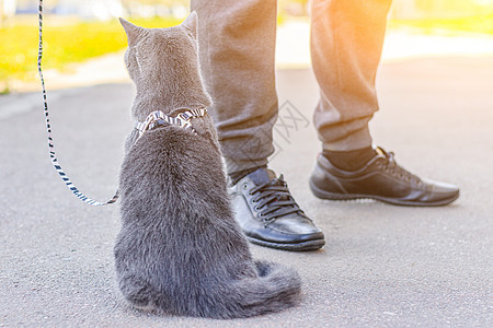 让猫骑在背带上 宠物散步 宠物害怕街道 一篇关于遛猫的文章 一篇关于对流浪宠物的恐惧的文章 英国品种猫 猫坐在人行道上 在冠状病图片