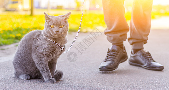 让猫骑在背带上 宠物散步 宠物害怕街道 一篇关于遛猫的文章 一篇关于对流浪宠物的恐惧的文章 英国品种猫 猫坐在人行道上 在冠状病图片