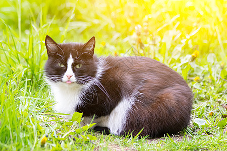 一只彩色的猫躺在草地上 猫在草丛中 一只流浪猫 漂亮的猫小猫公园睡眠毛皮虎斑太阳眼睛哺乳动物宠物动物图片