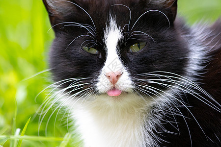 一只彩色的猫躺在草地上 猫在草丛中 一只流浪猫 漂亮的猫小猫猫咪哺乳动物阳光晴天动物宠物毛皮公园虎斑图片