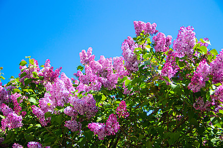 在蓝天背景的淡紫色分支 开花的灌木 蓝天 粉红色的丁香 夏天 复制空间园艺衬套卡片香气植物蓝色晴天花瓣墙纸花束图片