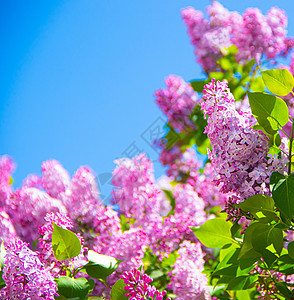 在蓝天背景的淡紫色分支 开花的灌木 蓝天 粉红色的丁香 夏天 复制空间植物学衬套香气天空墙纸季节蓝色花瓣花园树叶图片