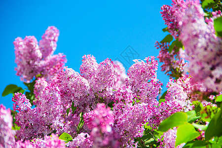 在蓝天背景的淡紫色分支 开花的灌木 蓝天 粉红色的丁香 夏天 复制空间香气花束花园植物学晴天蓝色阳光园艺衬套天空图片