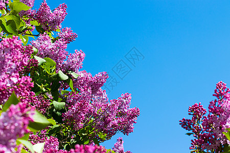 在蓝天背景的淡紫色分支 开花的灌木 蓝天 粉红色的丁香 夏天 复制空间紫色蓝色园艺植物学香气晴天墙纸天空衬套季节图片