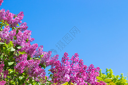 在蓝天背景的淡紫色分支 开花的灌木 蓝天 粉红色的丁香 夏天 复制空间花园季节蓝色树叶阳光花瓣植物植物学公园衬套图片