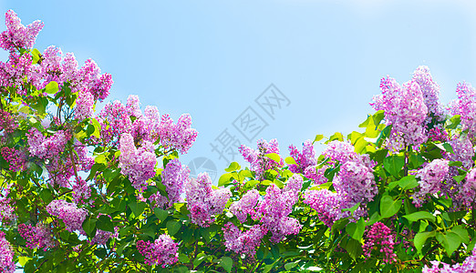 在蓝天背景的淡紫色分支 开花的灌木 蓝天 粉红色的丁香 夏天 复制空间植物学衬套园艺公园卡片香气天空紫色蓝色阳光图片
