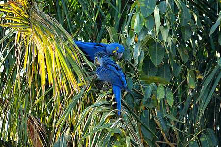 巴西公园天空沼泽蓝色森林动物野生动物湿地哺乳动物金刚鹦鹉图片