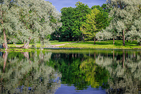 湖面上树木的镜像 夏季公园景观 城市公园 镜像 湖面光滑 景观 夏天松树海浪植物阳光反射旅行假期日出地平线环境图片