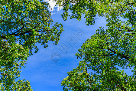 将绿树枝架在蓝天的衬托下 自然自然树木和蓝天 复制空间 树枝树梢叶子晴天季节天空生长蓝色植物框架边界图片