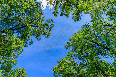 将绿树枝架在蓝天的衬托下 自然自然树木和蓝天 复制空间 树枝树梢叶子晴天季节天空生长蓝色植物框架边界背景图片