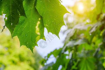 雨后树上的绿叶 树枝是绿色的 水滴落在一片叶子上 雨后清新 背景叶子绿雨阳光生长草本植物植物公园宏观环境生活液体太阳图片