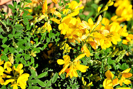 紧贴美丽的黄黄色精灵花朵天空野花金雀花衬套植被植物植物群灌木花园花瓣图片