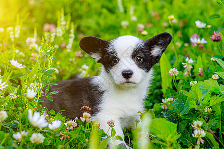 这只狗是草丛中的柯基小狗 小狗坐在草地上看着镜头 宠物 美丽可爱的狗 印刷产品照片狗的概念 黑与白图片