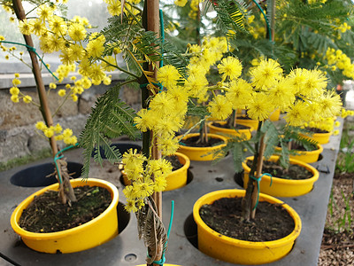 美丽米莫萨花的紧贴蓝色问候语含羞草季节金子植物女士礼物花店象牙图片