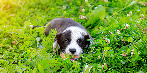 小狗威尔士科吉开衫躺在草地上 宠物 一只漂亮的纯种狗 印刷材料艺术品的概念 关于狗的文章 一只小狗在散步 柯基犬 绿草地开襟衫哺图片
