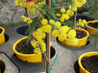 美丽米莫萨花的紧贴女士叶子金子蓝色季节象牙含羞草女性生日花束图片