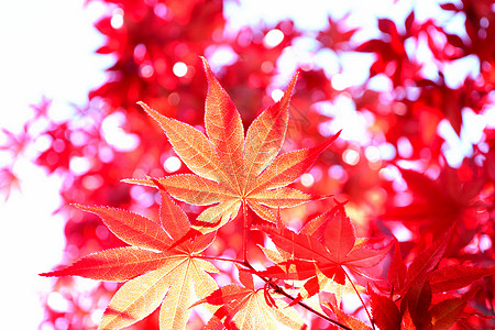 日本的红叶特写枝条花园植物群木头季节公园叶子掌心植物衬套图片
