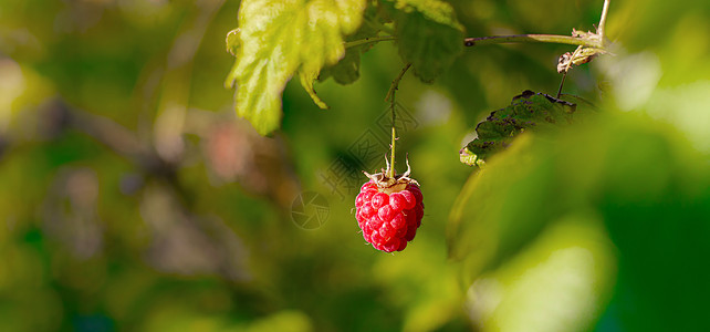 树莓莓挂在树枝上 夏季红莓 甜贝利 关于草莓品种的文章 复制空间茶点覆盆子浆果水果季节宏观产品场地农业园艺图片