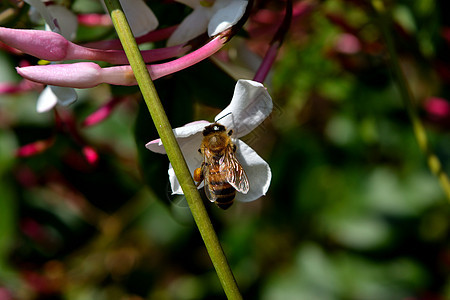 一只蜜蜂坐在花朵上 吃花蜜花粉场地植物学叶子晴天季节昆虫荒野蓝色紫色图片