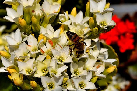 一只蜜蜂坐在花朵上 吃花蜜叶子蓝色晴天野生动物宏观荒野花瓣紫色植物学蜂蜜图片