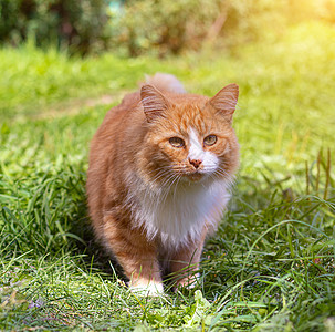 绿草上的红猫 宠物 一只普通的猫 猫在散步 行走的宠物 动物眼中的恐惧 印刷产品的照片眼睛猫咪公园阳光毛皮小猫花园晴天猎人哺乳动图片