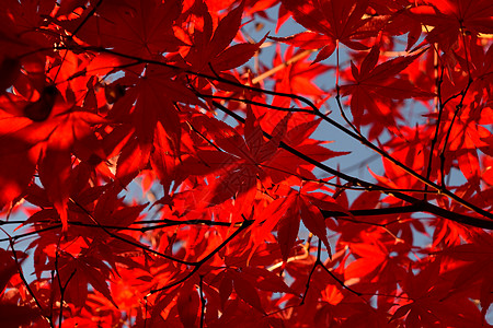 在秋天季节 日本棕榈山坡 与独特的红叶枝条掌心阳光橙子植物枫树自然植物学衬套树叶图片