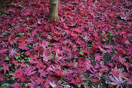 日本枫叶特写镜头与经典秋天颜色植物树叶墙纸掌心植物群橙子季节环境森林衬套图片