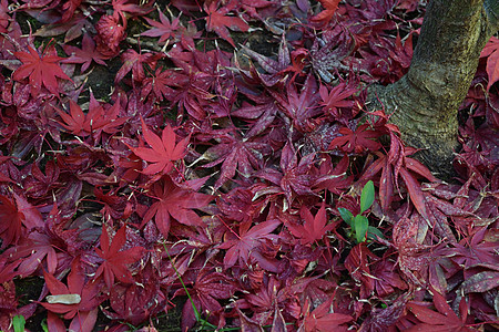 日本枫叶特写镜头与经典秋天颜色植物群森林墙纸掌心季节环境公园橙子衬套植物图片