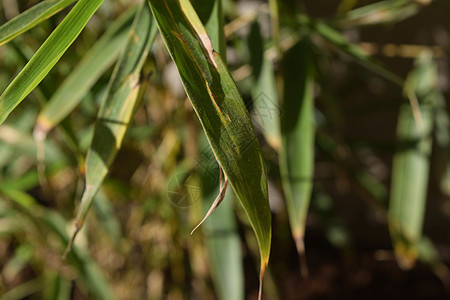 特写了一种特殊品种的竹子 叫法吉西亚鲁法温泉熊猫美食植物木头文化叶子箭竹热带食物图片