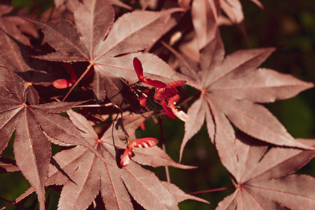 泡椒鸡爪日本掌状枫树及其独特的红叶特写树叶阳光衬套公园花园掌心植物群枝条植物植物学背景
