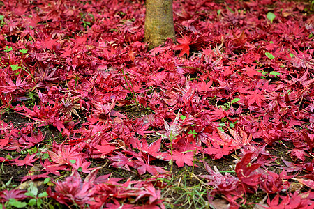 日本枫叶特写镜头与经典秋天颜色环境植物群森林树叶衬套公园橙子掌心季节墙纸图片