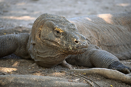 在科莫多国家公园特写了一只Komodo龙荒野爬虫食肉动物濒危尾巴旅行珊瑚蜥蜴国家图片