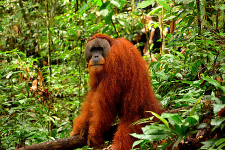 国家公园的男子橙子猿猴婴儿猩猩濒危少年森林原始人母亲男性图片