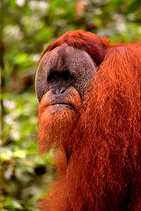 国家公园的男子丛林哺乳动物野生动物女性俘虏森林濒危婴儿猿猴原始人图片