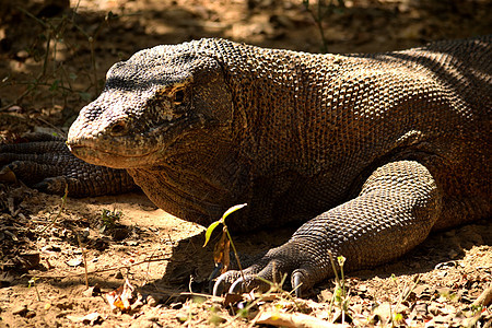 在科莫多国家公园特写了一只Komodo龙怪物海洋荒野蜥蜴食肉国家公园恐龙尾巴爬虫图片