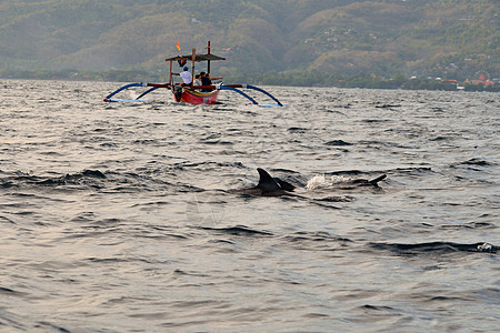 洛维纳日出时海豚群保护瓶子荒野旅行鼻子脚蹼乐趣野生动物动物群海景图片